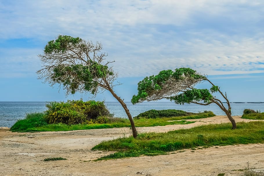 green trees near seashore, nature, landscape, sky, grass, governor's beach HD wallpaper