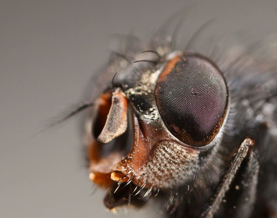 fly, bug, animal, insect, macro, tiny, animal themes, invertebrate HD wallpaper