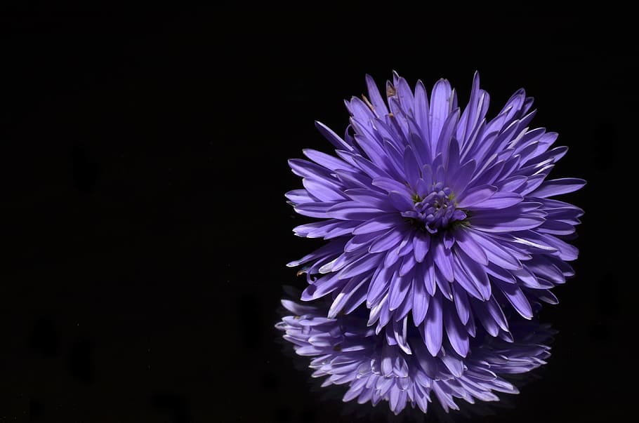 purple petaled flowers on mirror, aster, flowering plant, vulnerability HD wallpaper