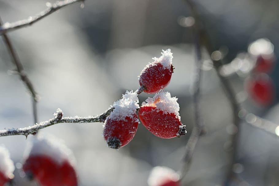close-up photo of red fruits, rose hip, ice, spiny, winter HD wallpaper