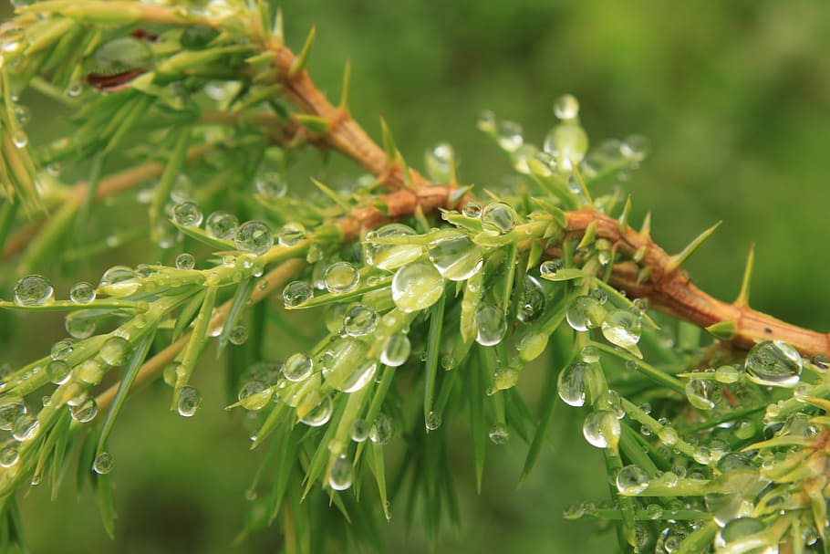 bush, coniferous, drops, green, juniper, water, waterdrops, HD wallpaper