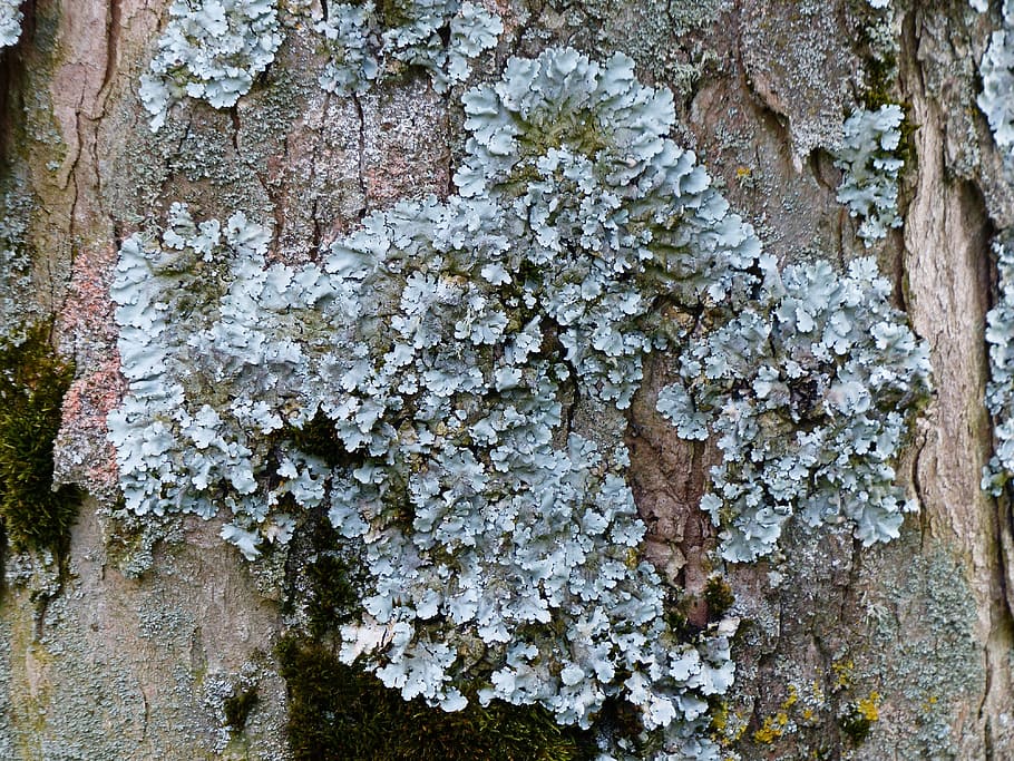 lichen, leaf braid, blue grey, parmelia sulcata, log, tribe, HD wallpaper