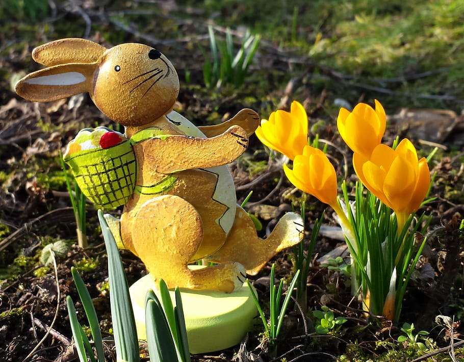 easter, easter bunny, spring, hare, flowers, holiday, crocus HD wallpaper