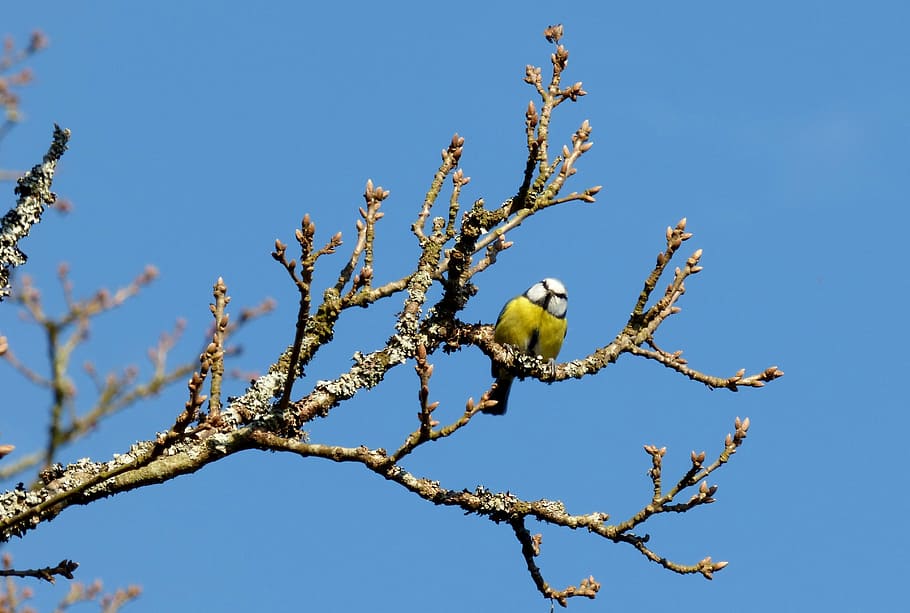 bird, great tit, tree, branch, february, blue, air, nature, HD wallpaper