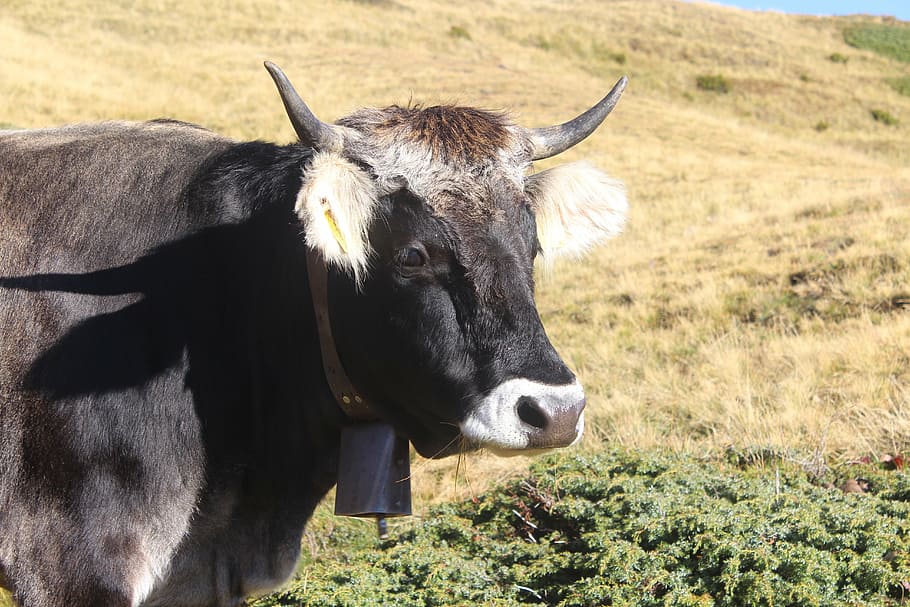 cow, grey, brown, mountains, bell, cowboy, alpine, south tyrol HD wallpaper