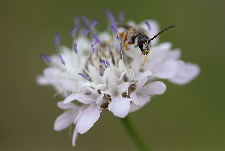 flower, white, wasp, insecta, flowering plant, fragility, animal themes HD wallpaper