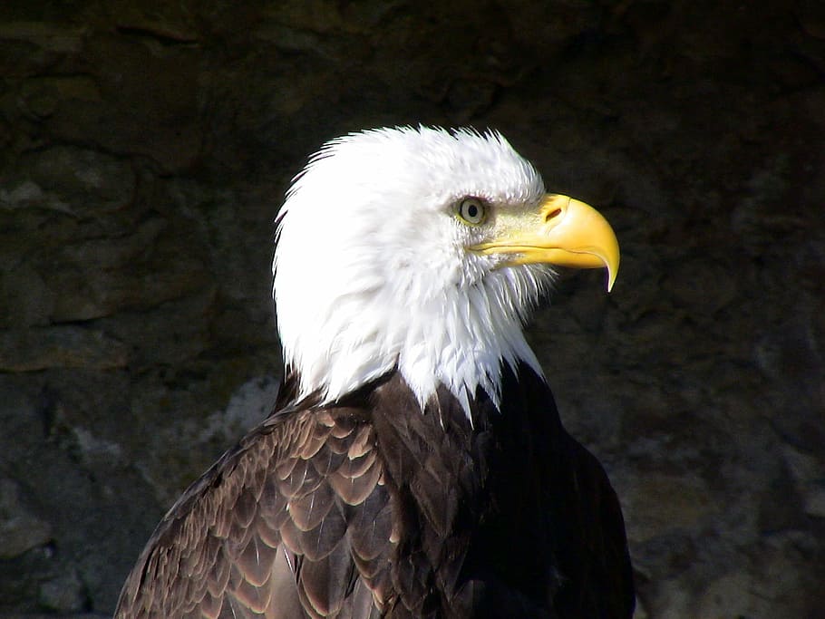 bald eagle, bird, majestic, pride, adler, animal, animal themes HD wallpaper