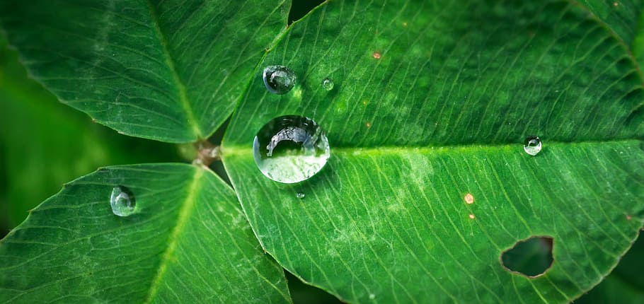 water droplet on green leaf, nature, abstract, plants, trickle HD wallpaper