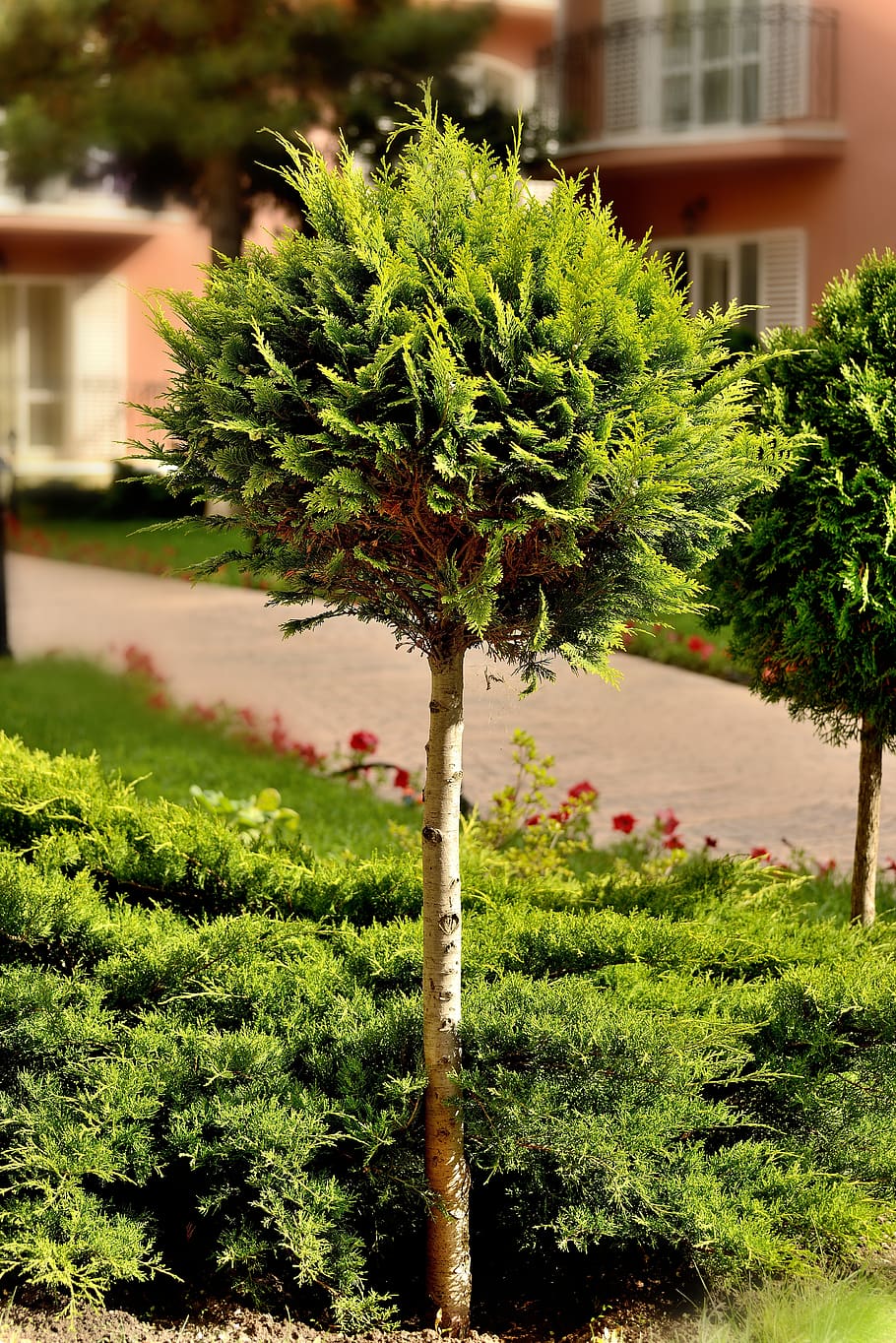 tree, nature, plant, garden, growth, green color, day, no people HD wallpaper