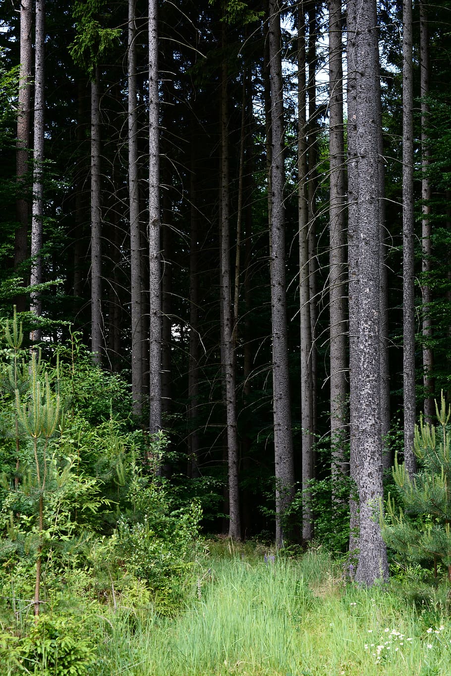 forest, dark, trees, scary, mysterious, landscape, plant, growth HD wallpaper