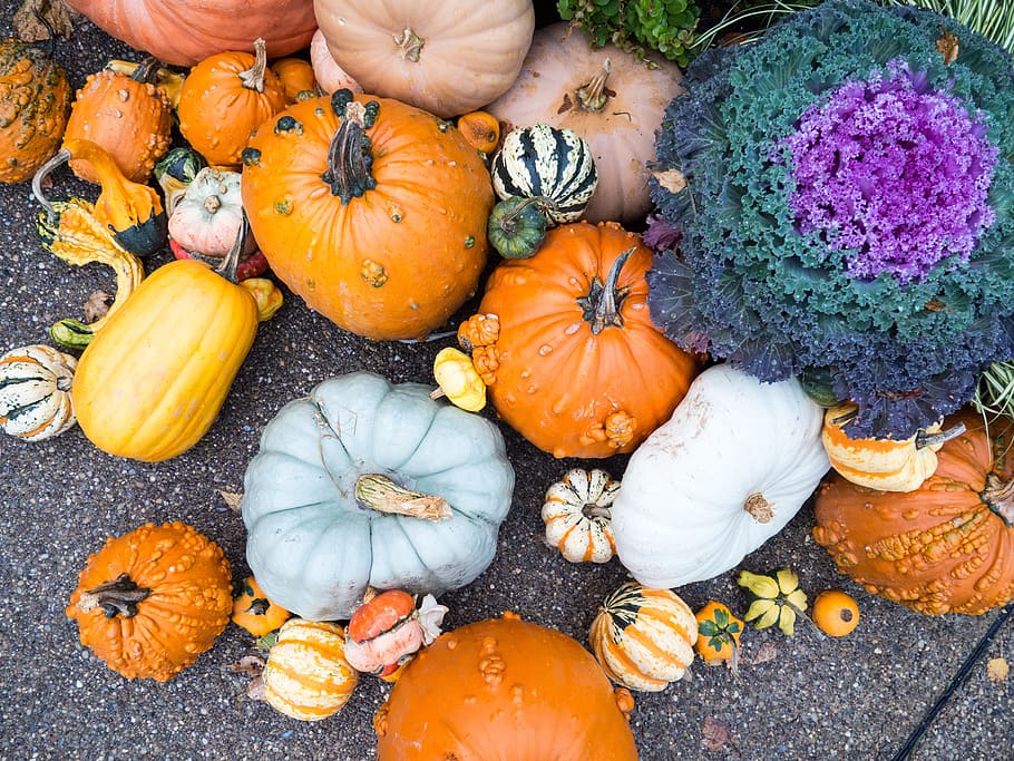pumpkins, fall, autumn, ground, pavement, vegetable, food and drink HD wallpaper