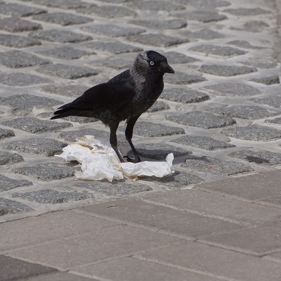 Jackdaw, Corvus Monedula, Bird, black and gray, pigeon, animal, HD wallpaper