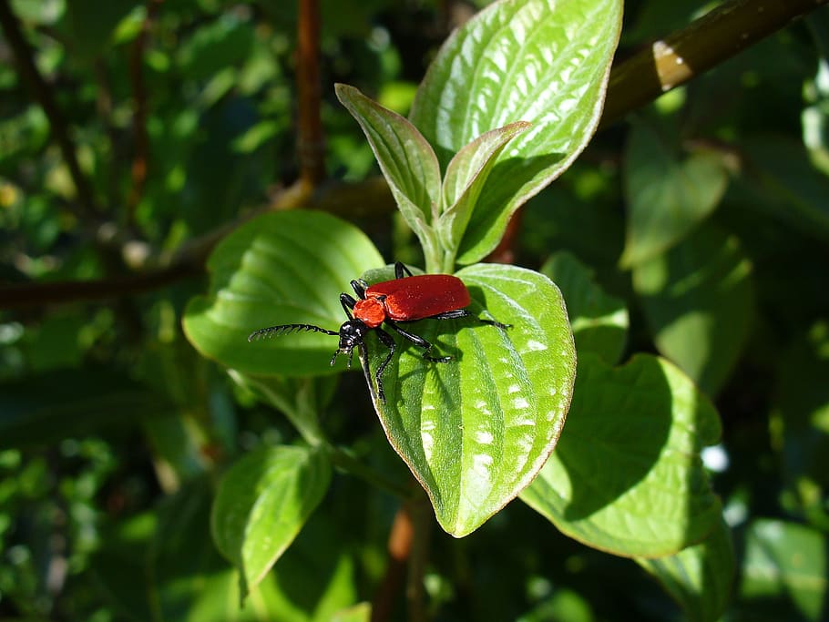 beetle, antenna, comb, plant part, leaf, animal wildlife, insect HD wallpaper