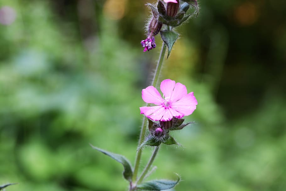 ping, flower, power, flowering plant, focus on foreground, close-up HD wallpaper