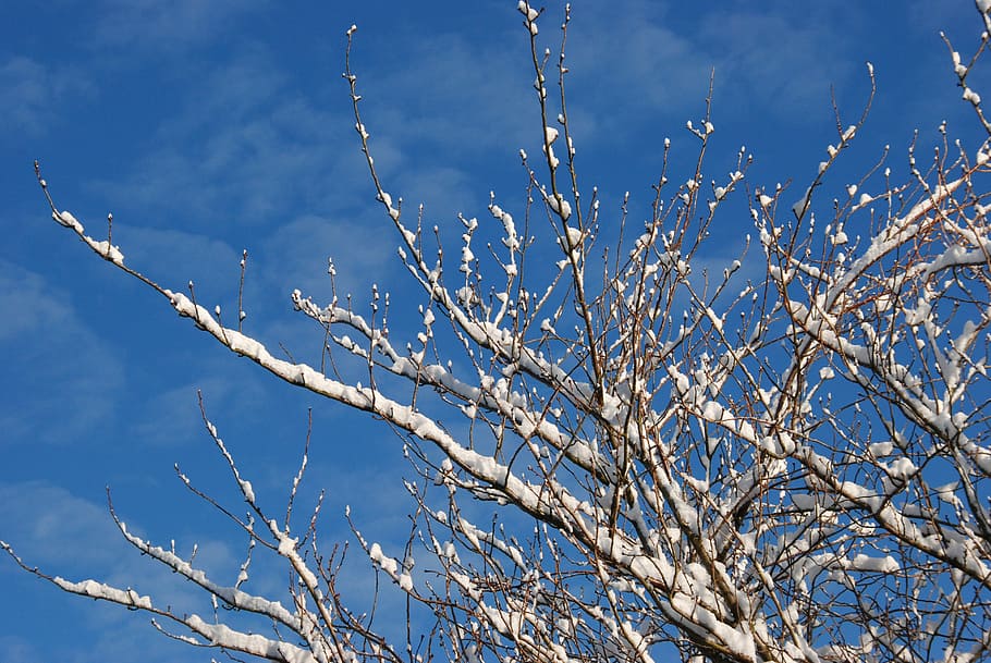 snow, winter, branch, tree, cold, air, blue, nature, sky, season HD wallpaper