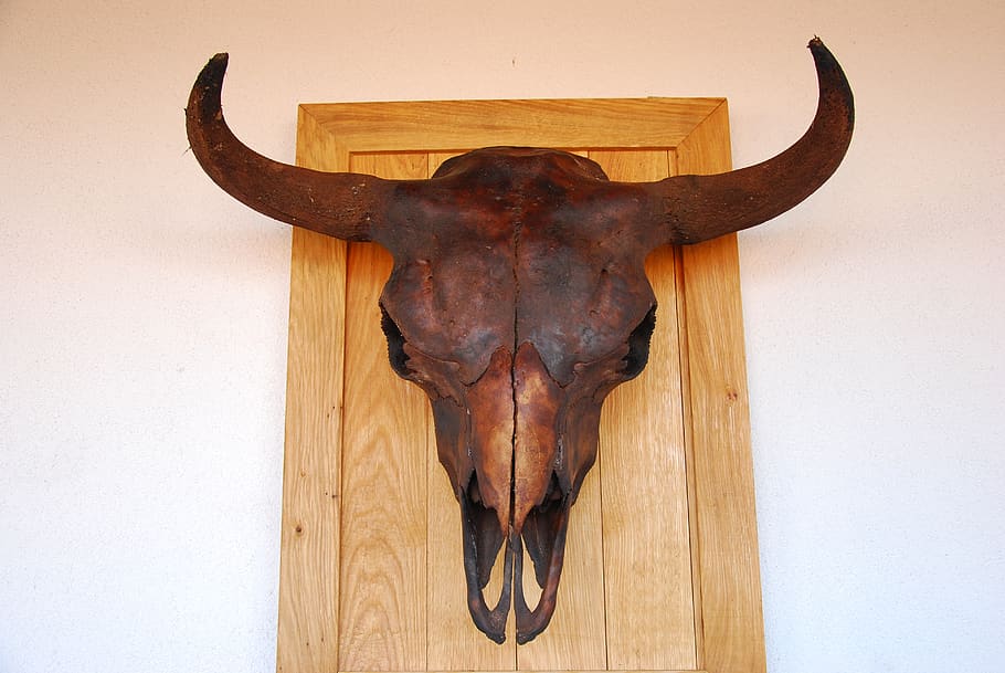 horns, bison, animal, animal themes, mammal, one animal, animal body part HD wallpaper