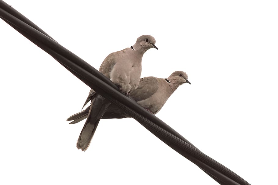 Natural bird feathers isolated on a white background. pigeon and