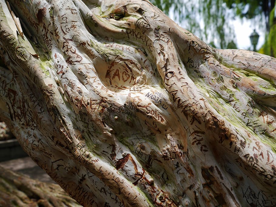 tree, wood, structure, bark, scratched, words, letters, day HD wallpaper