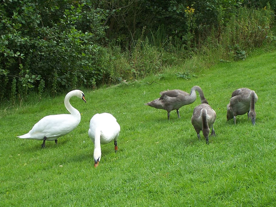 mute swan family, cygnus olor, swans, waterfowl, cob, pen, signets, HD wallpaper