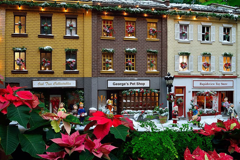 landscape photography of village surrounded with poinsettia flowers HD wallpaper