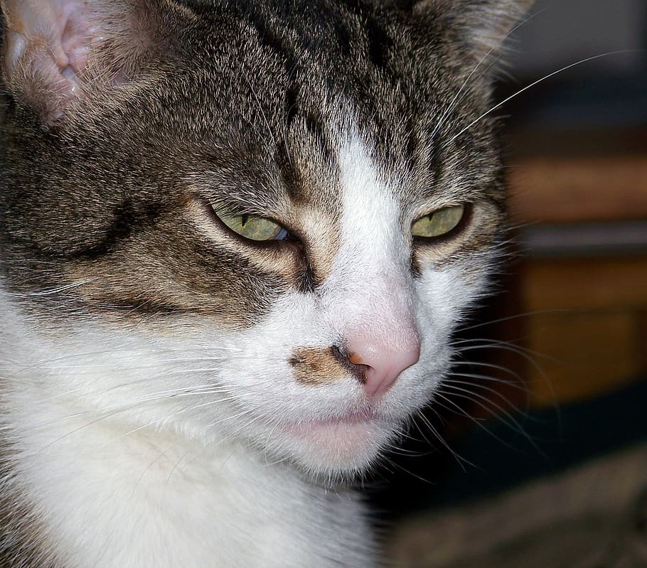 selective focus photography of white and gray cat, bored, boring HD wallpaper