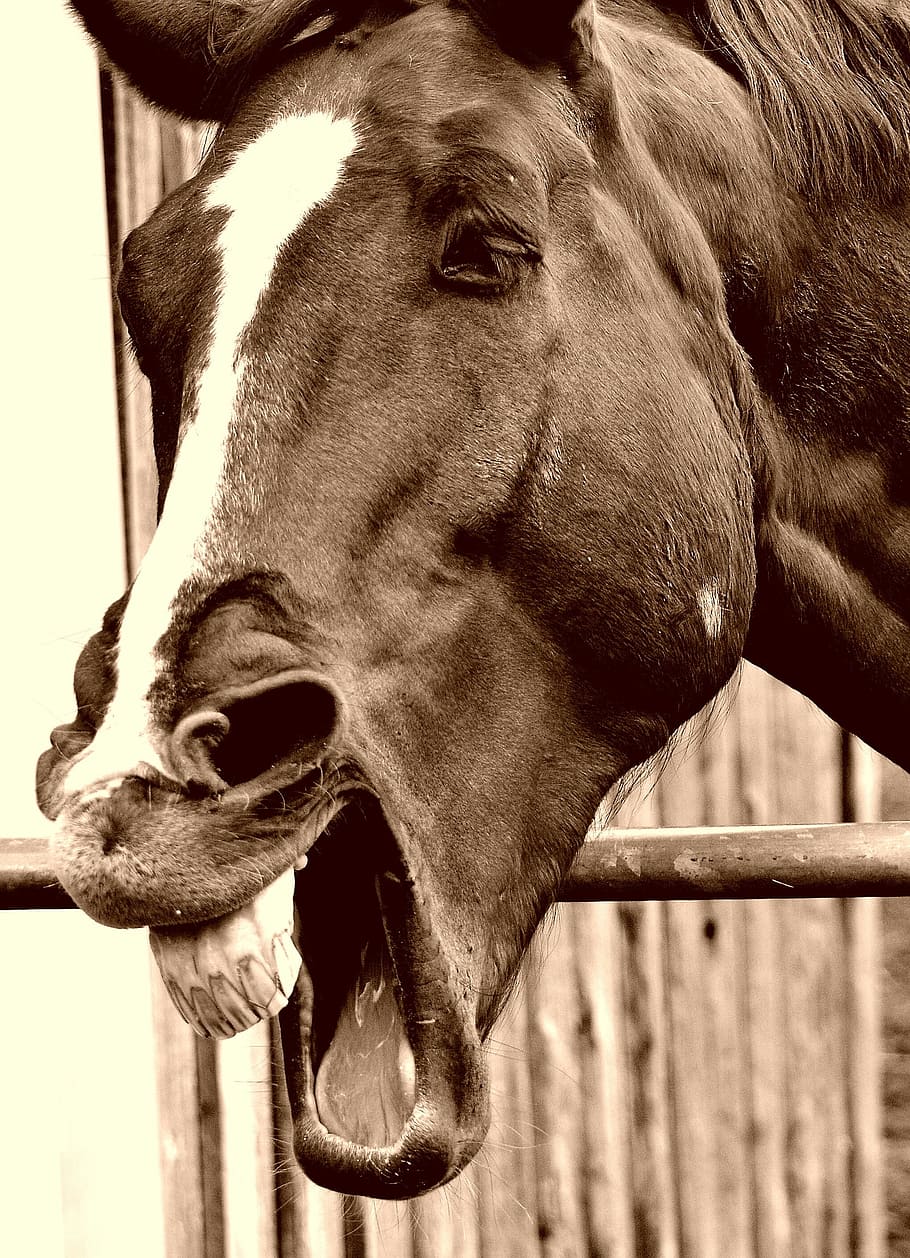 sepia photography of two-color horse, funny, laugh, animal, cute, HD wallpaper