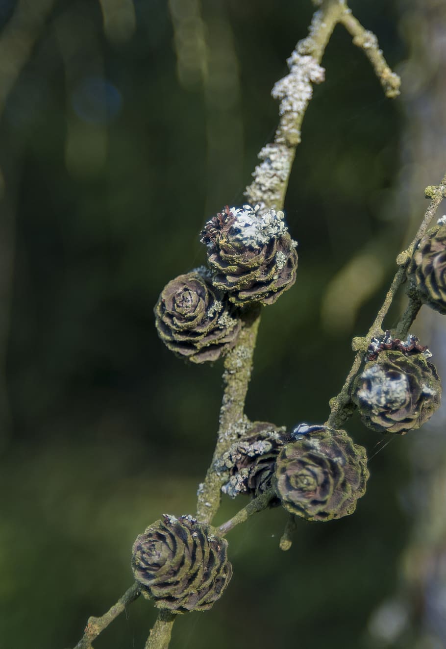 weekend, cones, tree, nature, plant, branch, close-up, animal wildlife HD wallpaper