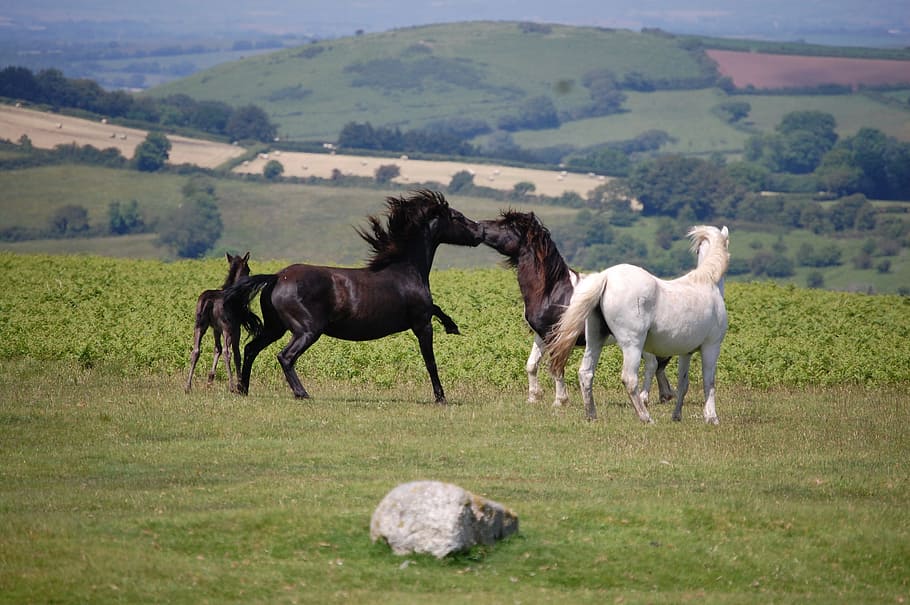 Dartmoor Ponies, Mare, Stallion, Devon, wild, moorland, horse HD wallpaper