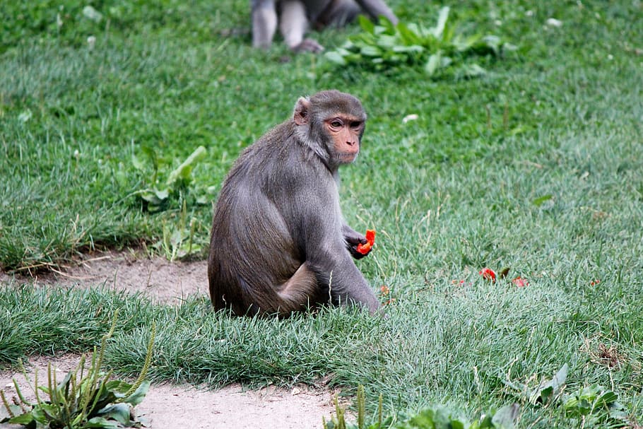 monkey, zoo, primate, feeding, mammal, animal wildlife, animals in the wild HD wallpaper