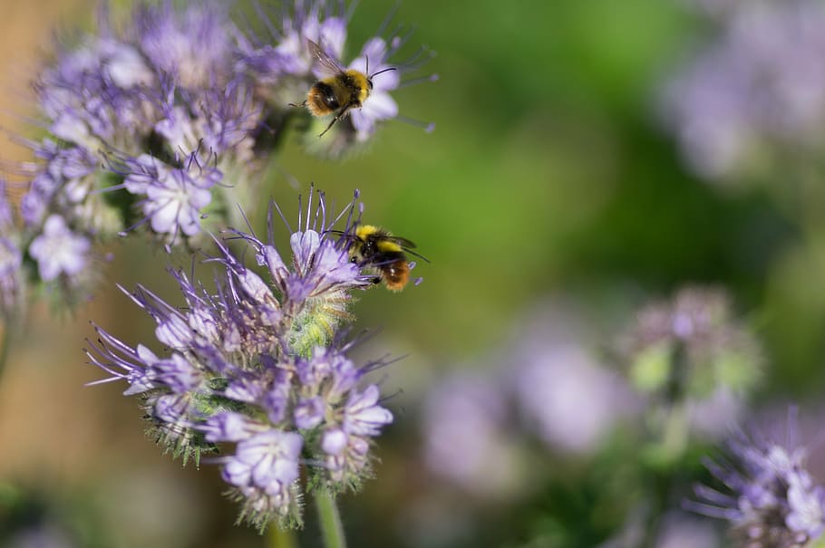 drones, phacélie, spring, forage, flowering, field, violet HD wallpaper