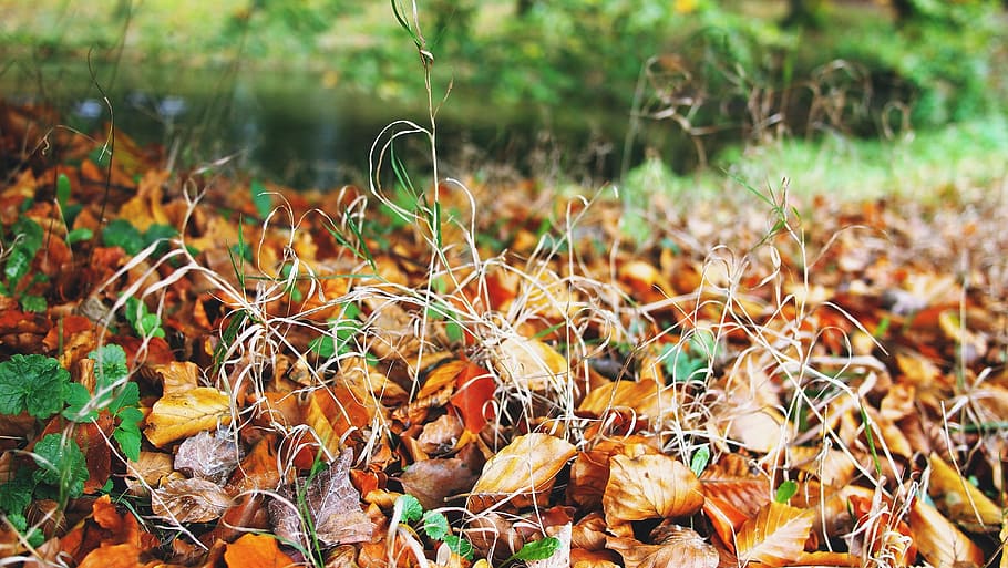 Autumn, Fall, Leaves, Leaf, Nature, orange, yellow, season HD wallpaper