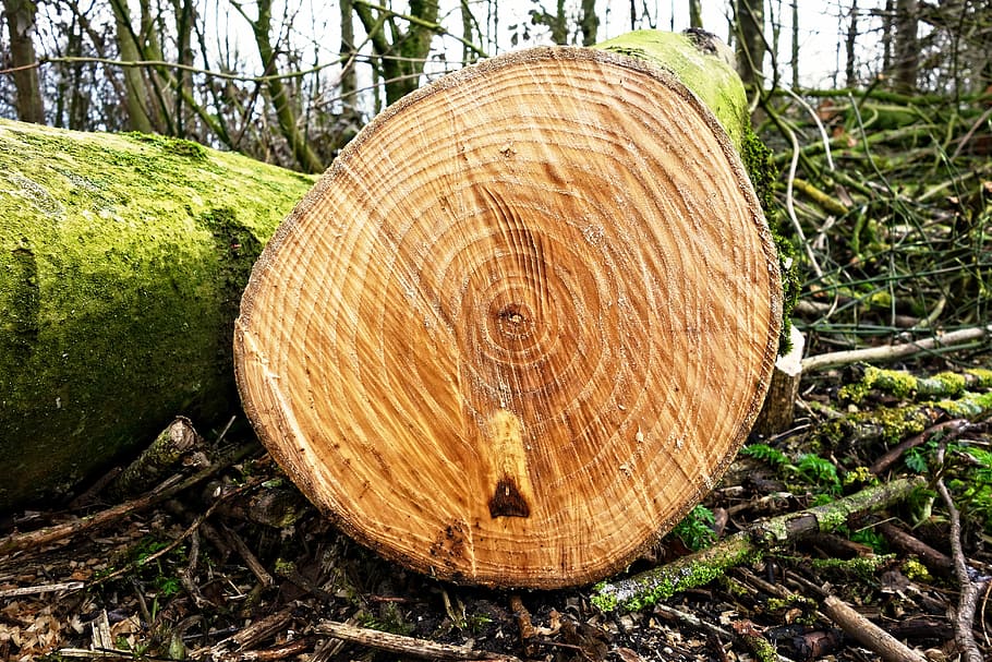 log, tree trunk, wood, lumber, chopped, sawed, cut, year rings, HD wallpaper