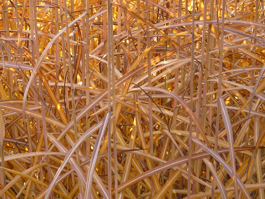 Miscanthus, Miscanthus Sinensis, back light, licorice, poaceae, HD wallpaper