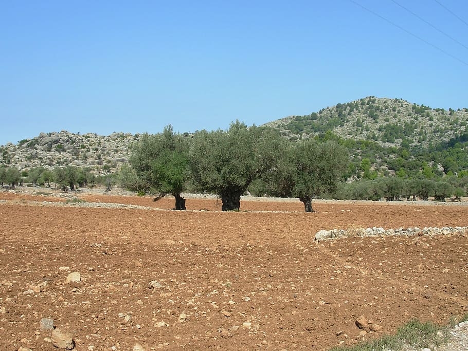 landscape, trees, red, mallorca, olive trees, sky, plant, clear sky HD wallpaper