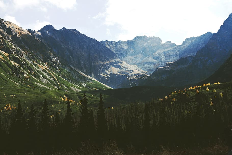 mountains during daytime, pine tree and mountain landscape photo HD wallpaper