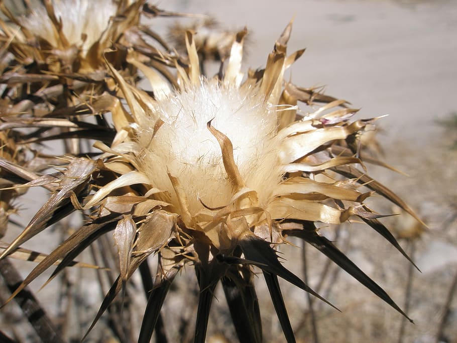 Flowers, Globe Thistle, no people, nature, cereal plant, outdoors HD wallpaper
