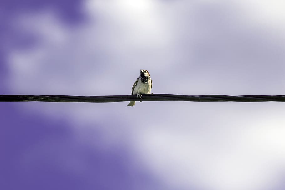 bird, sky, wire, cable, standing, watching, nature, blue, white HD wallpaper