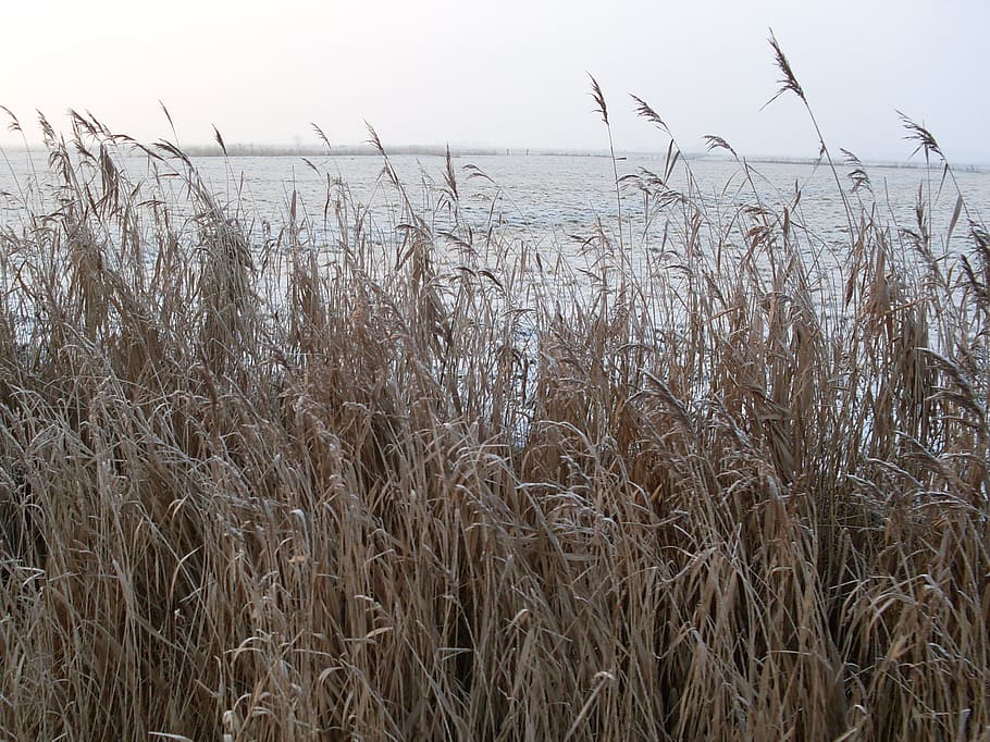 snow, cold, germany, wintry, plant, no people, sky, water, beauty in nature HD wallpaper
