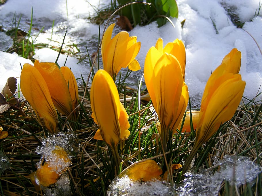 yellow petaled flowers, crocus, spring, bloom, garden, early bloomer, HD wallpaper