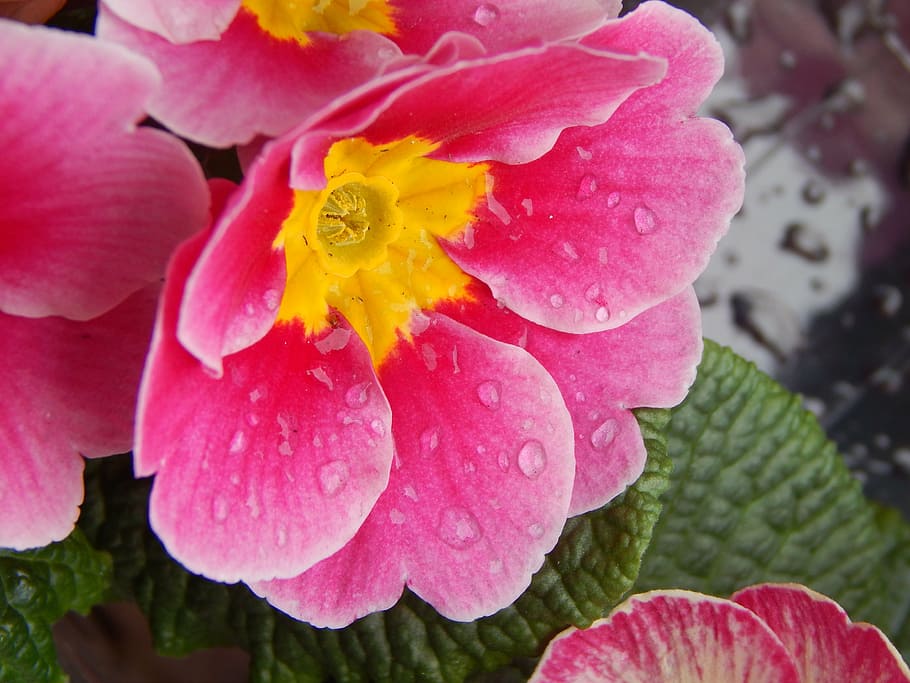 pink, yellow, drops, spring, nature, plant, pink Color, close-up HD wallpaper