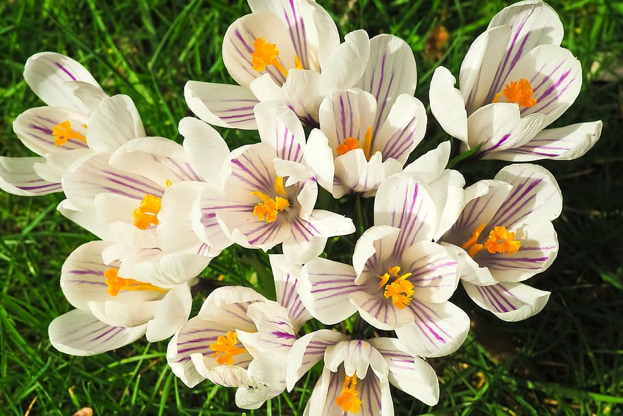 white and purple flower lot, crocus, spring, spring flower, blossom