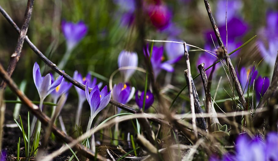 crocus, purple, spring, blossom, bloom, spring flower, purple flower HD wallpaper