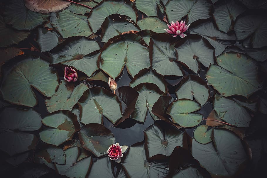 top view photography of red lotus flowers, water lily flower, HD wallpaper