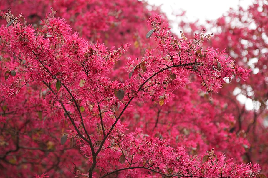 Flower, Brilliant, red, pink color, tree, springtime, blossom HD wallpaper