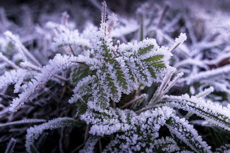 frost, ice, cold, winter, plant, crystals, frost weather, iciness HD wallpaper
