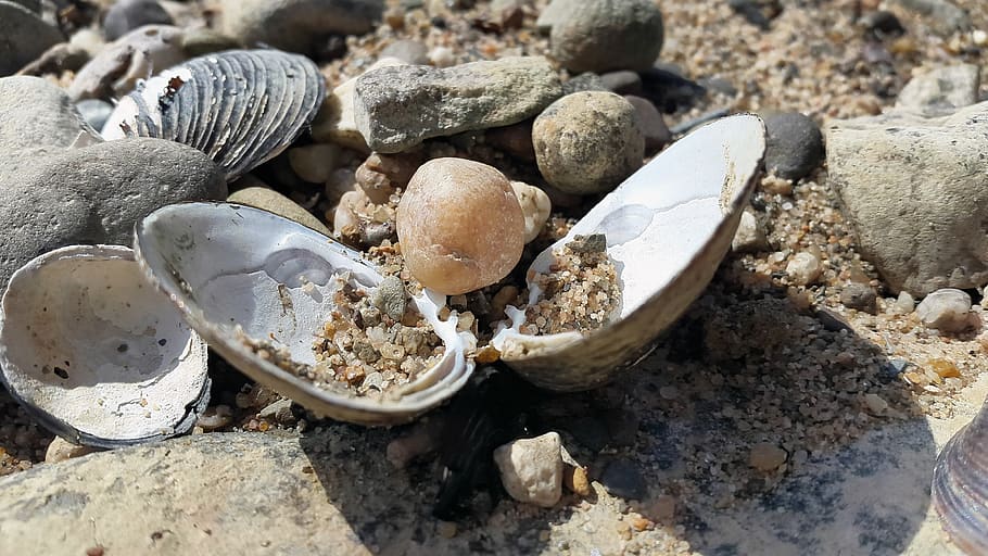 beach, shell, mussels, summer, seashell, sand, lake, solid HD wallpaper