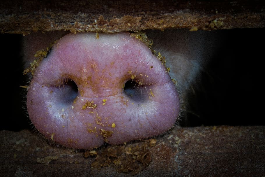 pig, nose, muzzle, bacon, one animal, animal themes, animals in the wild HD wallpaper