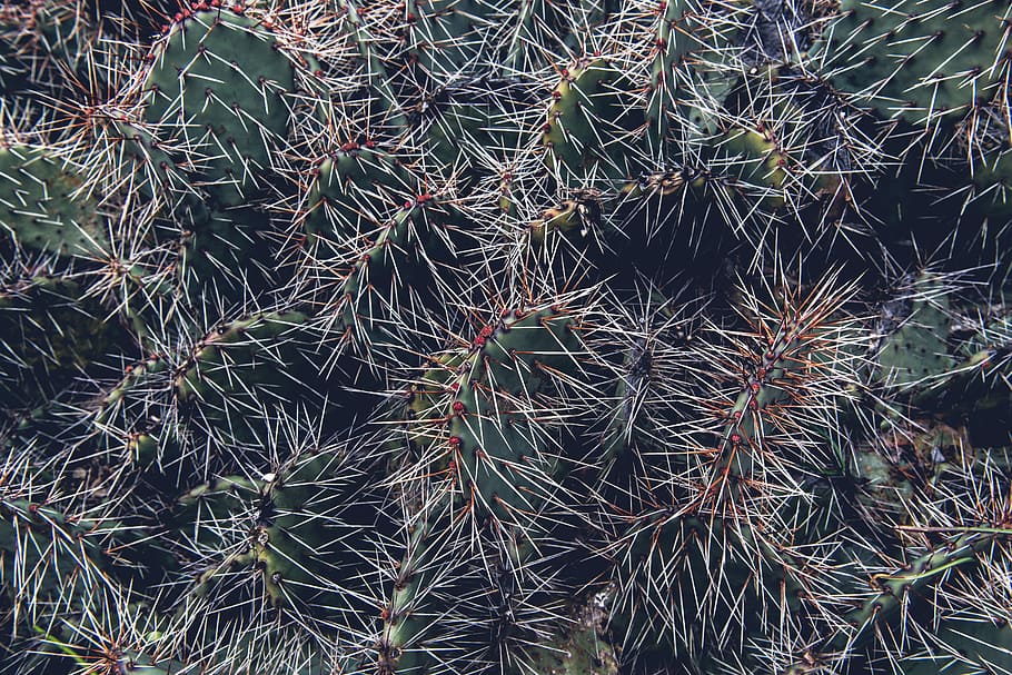 cactus during daytime, gray and green cactus, sharp, prickly HD wallpaper