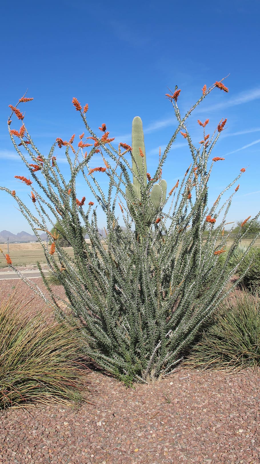 Desert, Plant, Nature, Tucson, Arizona, cactus, ocotillo, sonoran desert