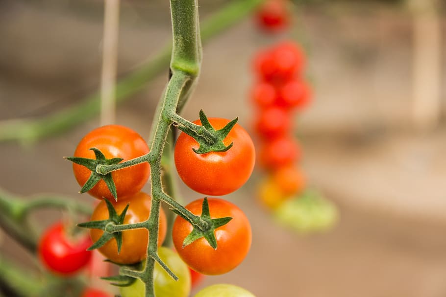 tomato, vegetables, ingredient, kitchen, salad, food, healthy HD wallpaper